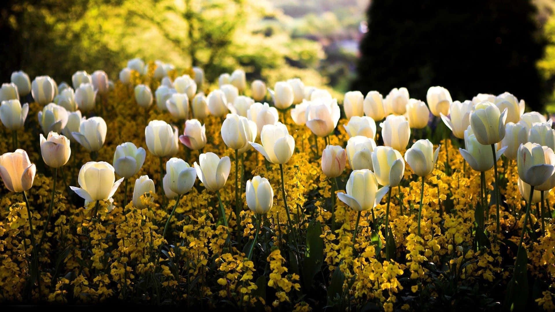 White Tulips Yellow Floral Backdrop Wallpaper