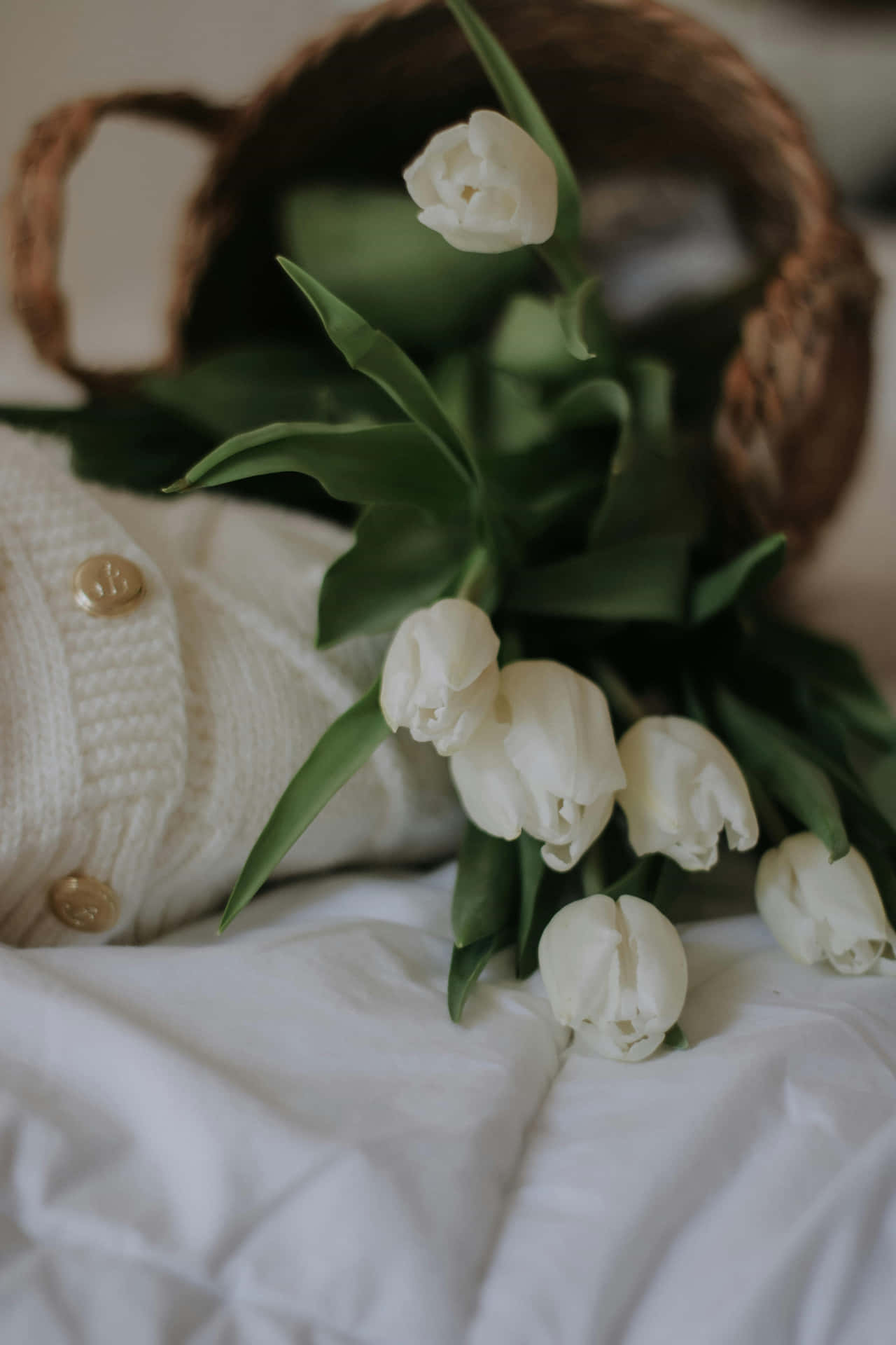 White Tulipsand Cozy Sweater Aesthetic Wallpaper