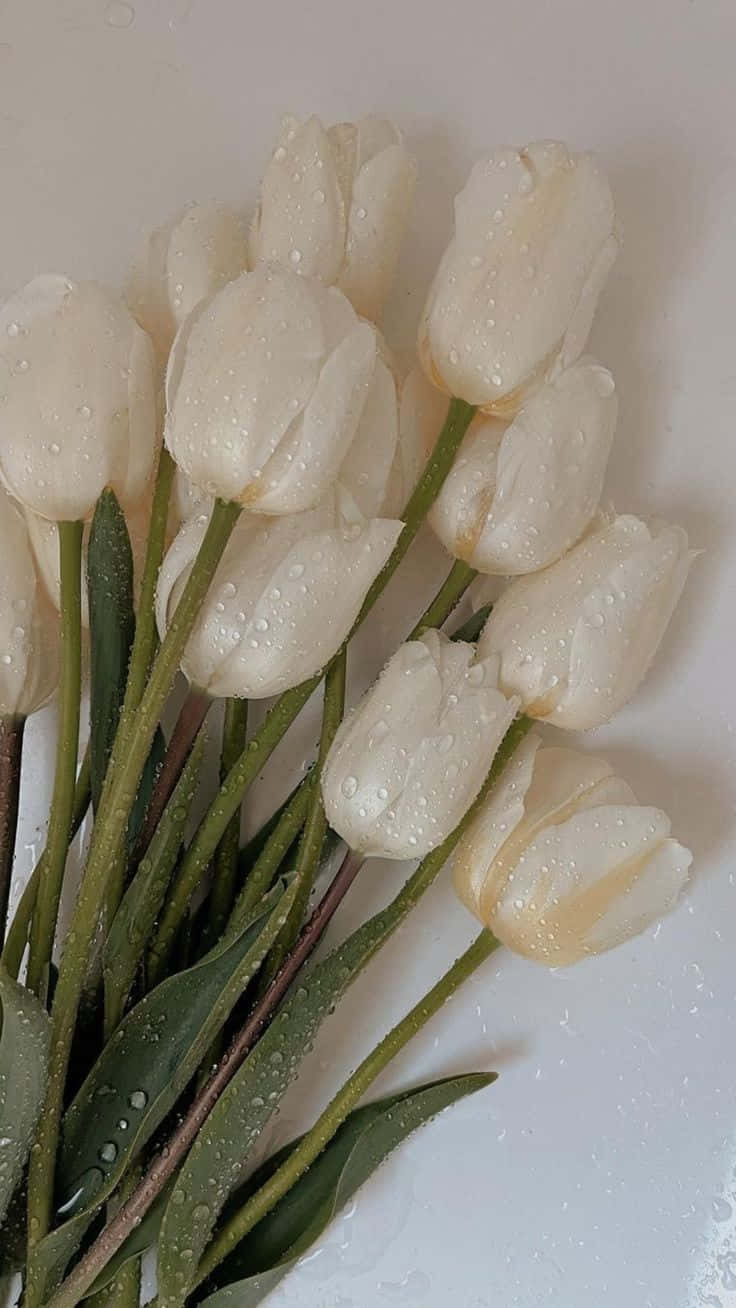 White Tulipswith Water Droplets Wallpaper