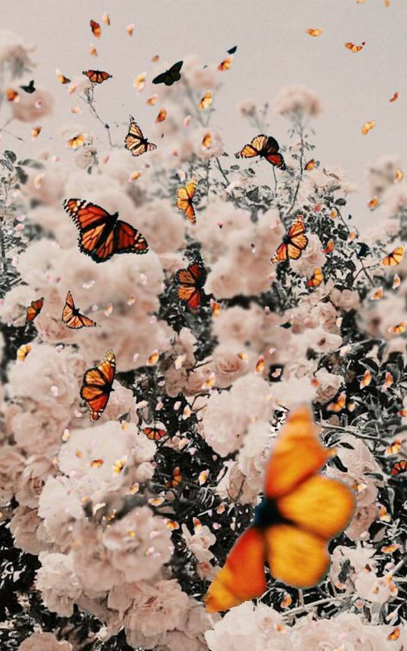 White Vintage Flower Aesthetic With Butterflies Wallpaper