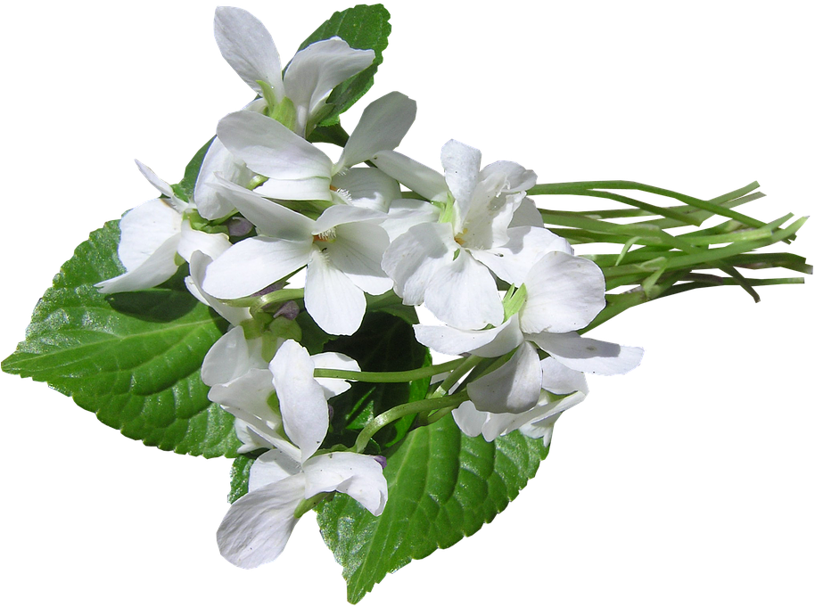 White Violet Flowers Transparent Background PNG