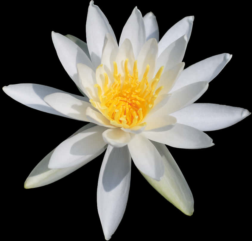 White Water Lily Black Background PNG