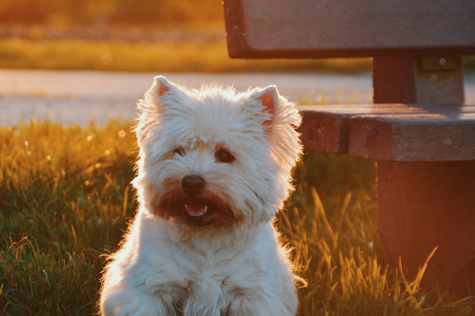 Cute dog wallpaper of White Westie on grass beside a bench at sunset