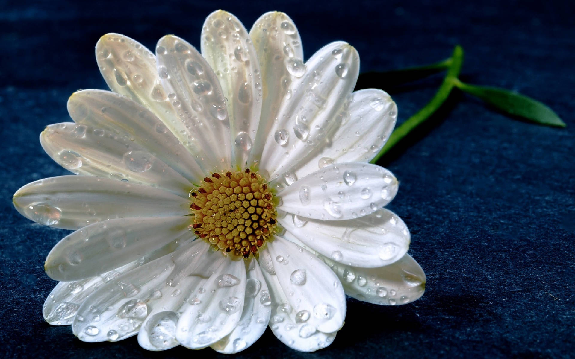 White Wet Daisy Wallpaper