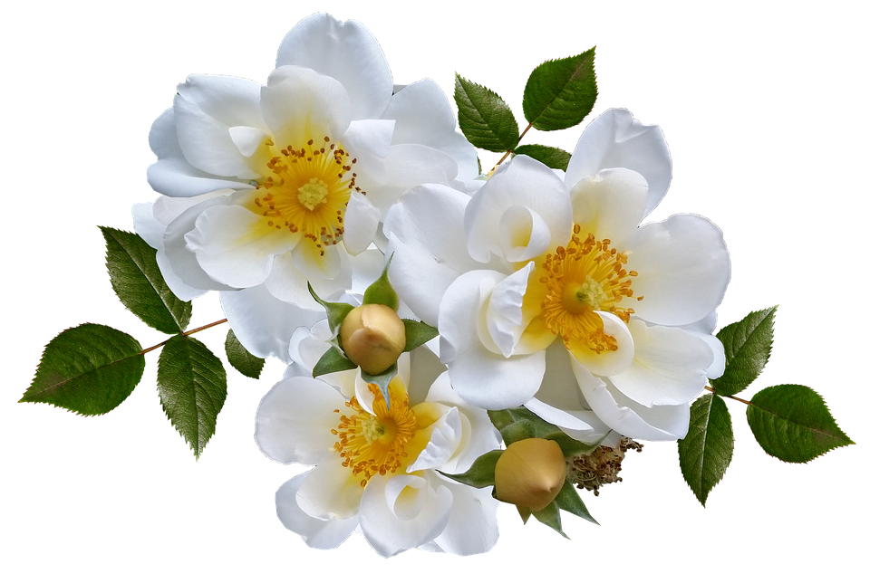 White Wild Roses Transparent Background PNG