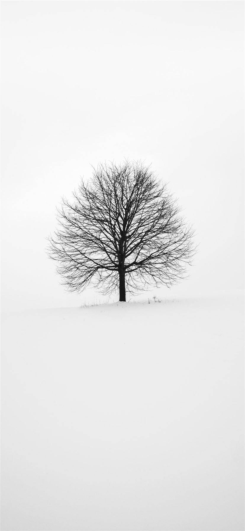 White With Leafless Tree Iphone Wallpaper