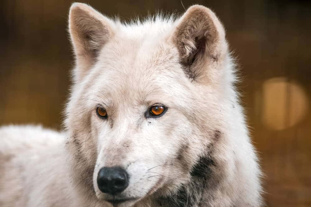 White Wolf Staring Intently in Snowy Terrain Wallpaper