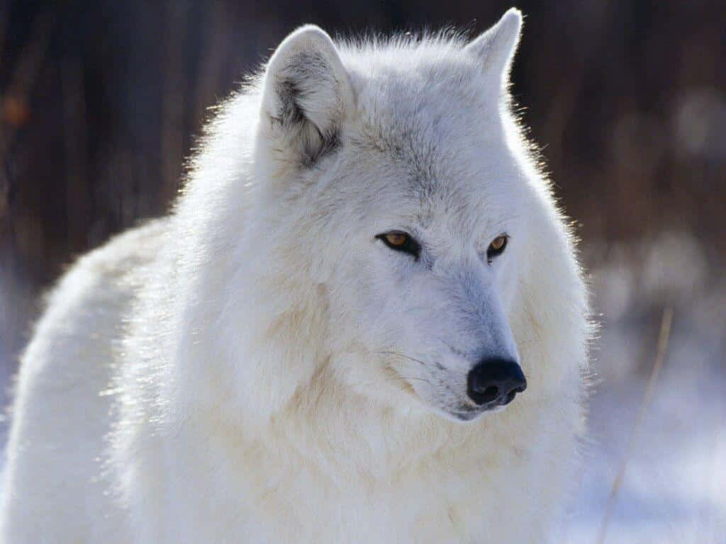 white wolves with blue eyes wallpaper