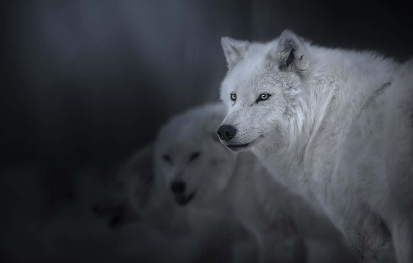 Mysterious White Wolf in a Winter Wonderland Wallpaper
