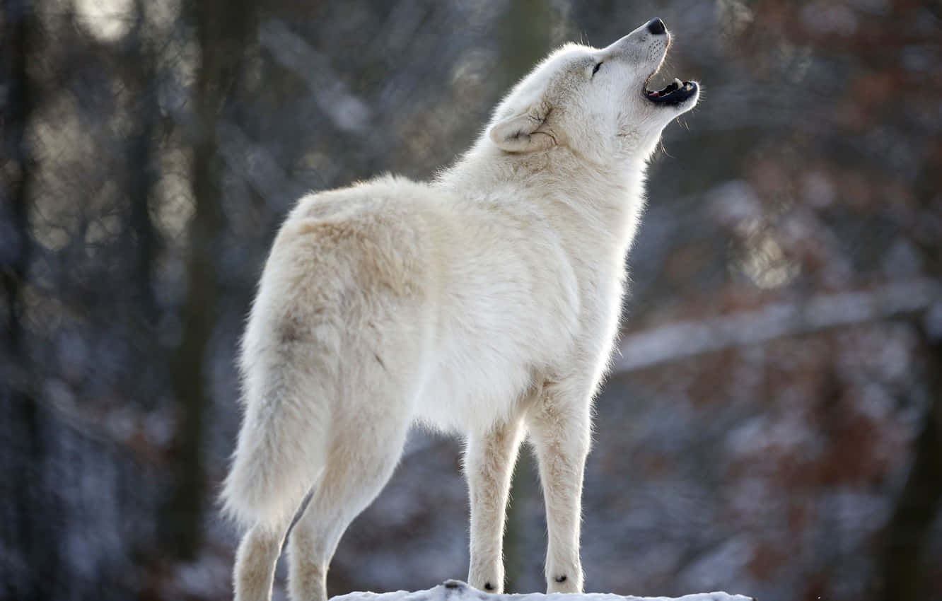 Majestueuze Witte Wolf In Sneeuwachtig Bos Achtergrond