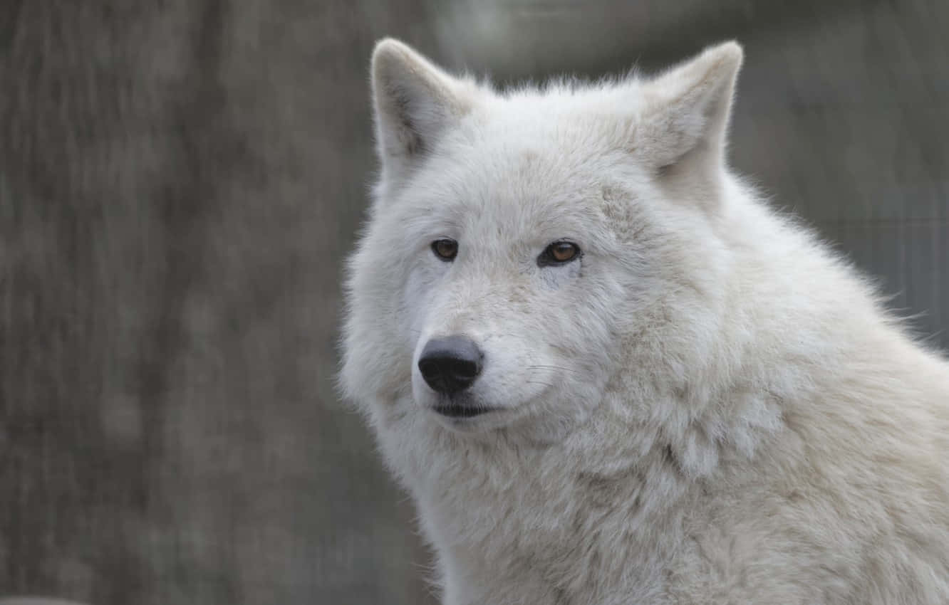 Majestic White Wolf in Snowy Wilderness Wallpaper