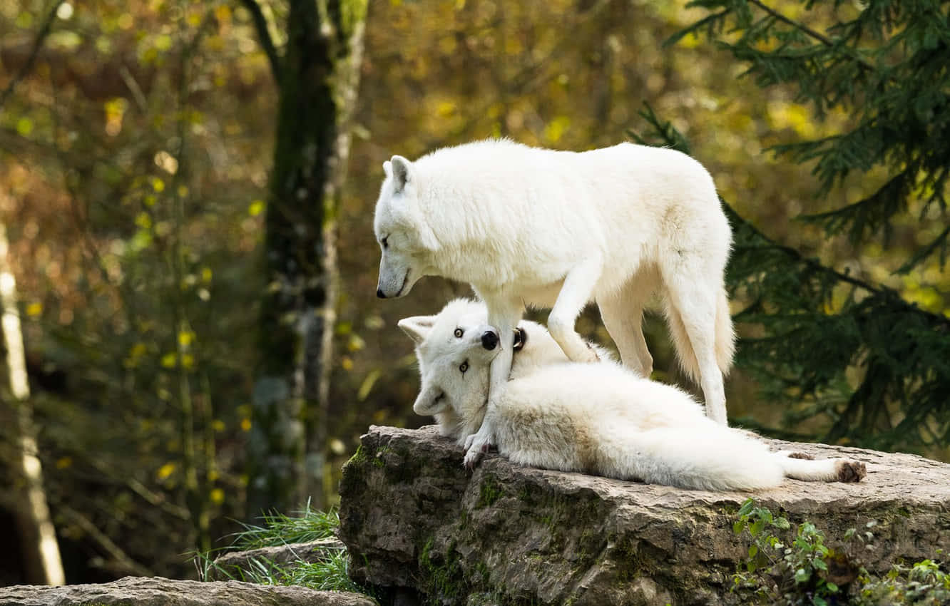 Majestueuze Witte Wolf In Een Sneeuwachtig Landschap Achtergrond