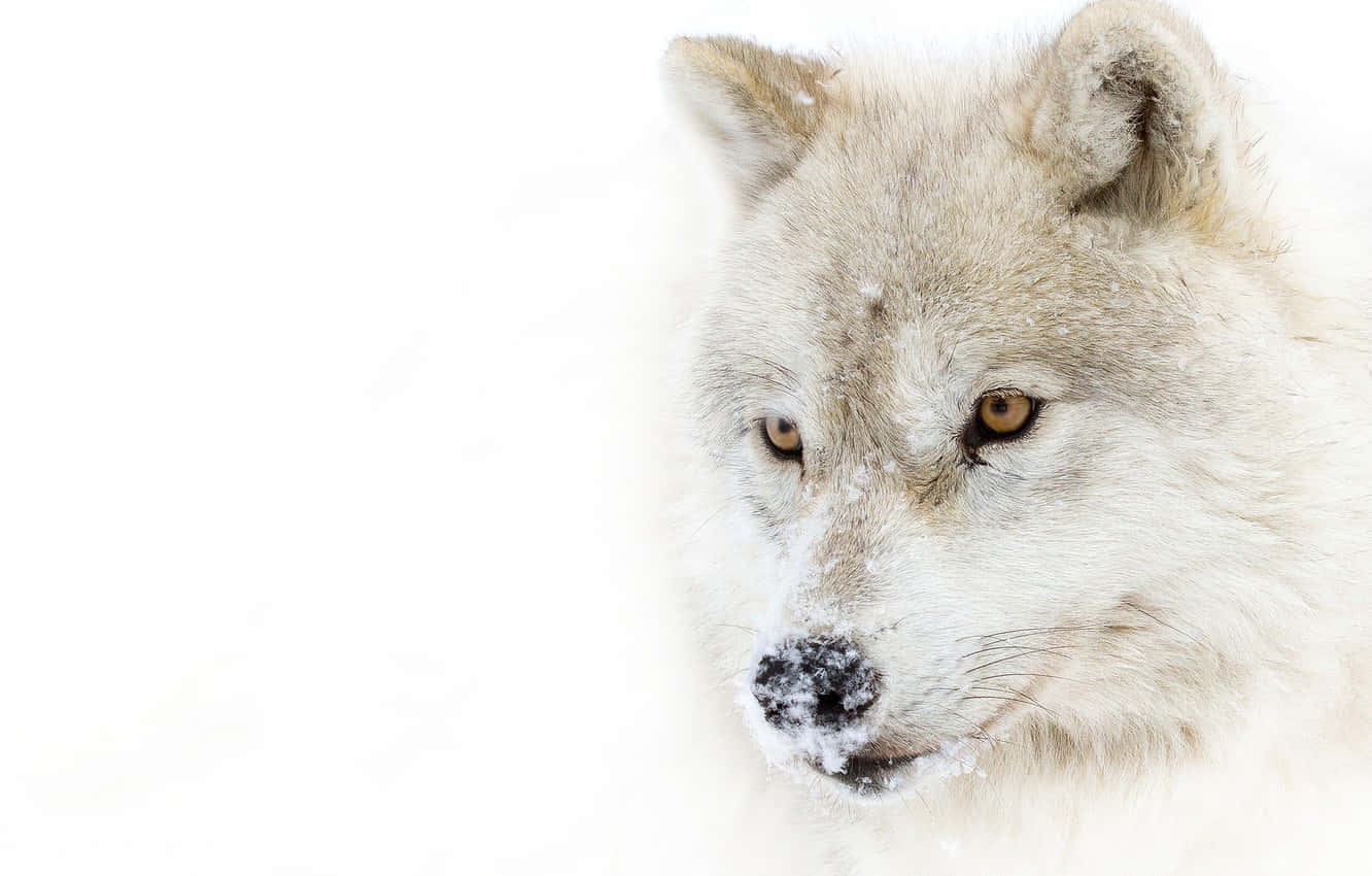 Majestueuze Witte Wolf Staren Intens In Een Sneeuwachtige Wildernis Achtergrond