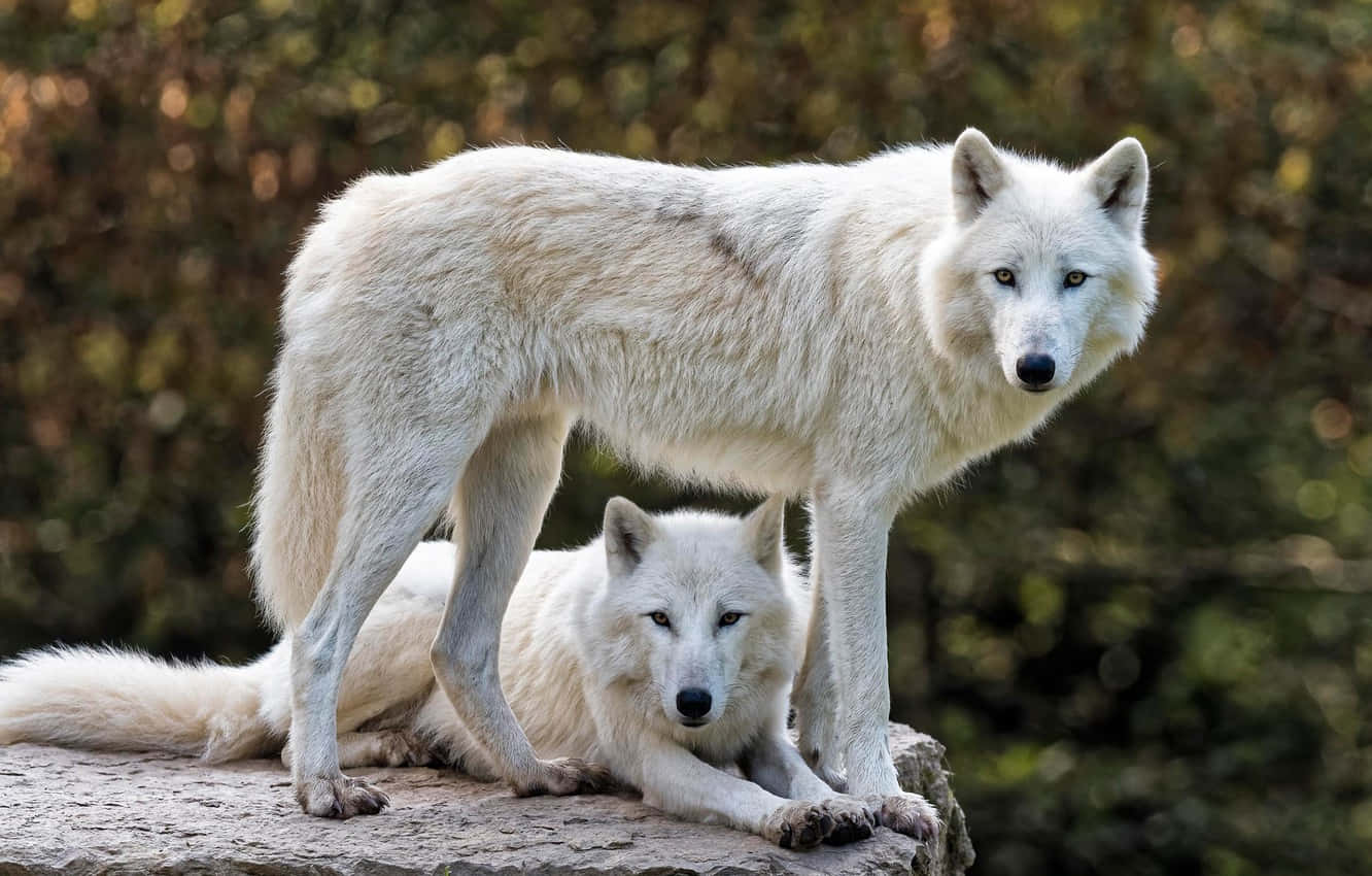 Majestueuze Witte Wolf In Natuurlijke Omgeving Achtergrond