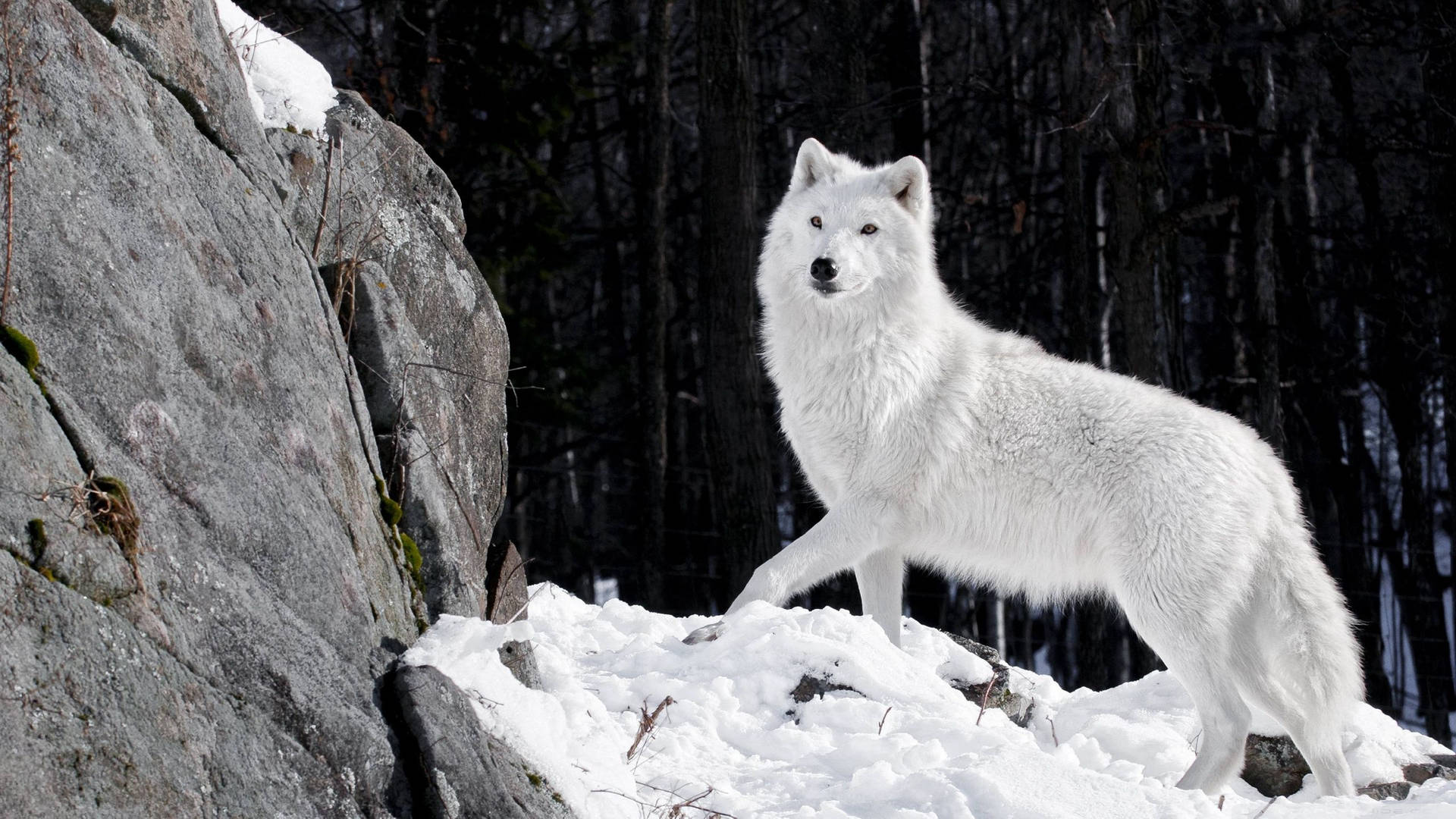 “Fearless and Wild - A lone White Wolf” Wallpaper