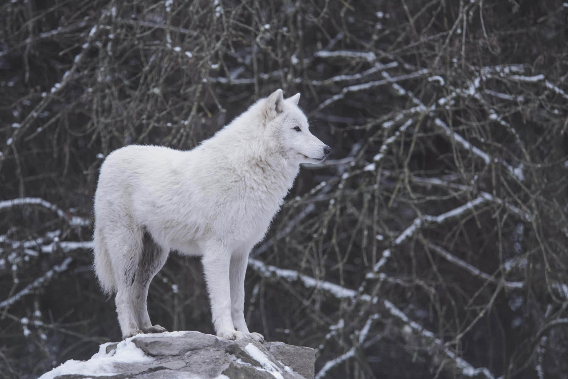 Captivating White Wolf Wallpaper