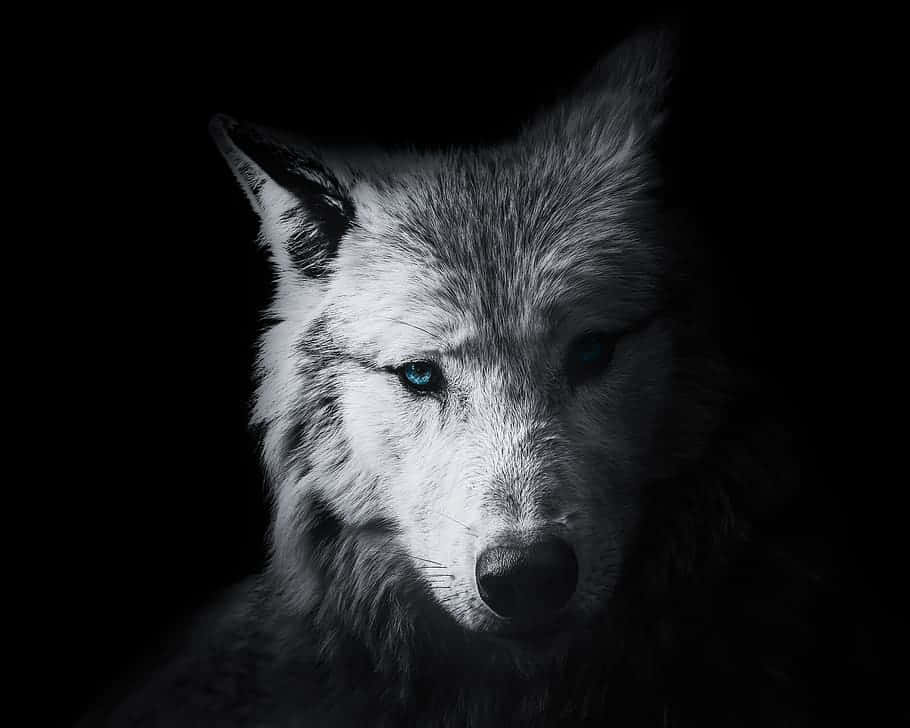 Majestic White Wolf Staring Into The Distance Wallpaper