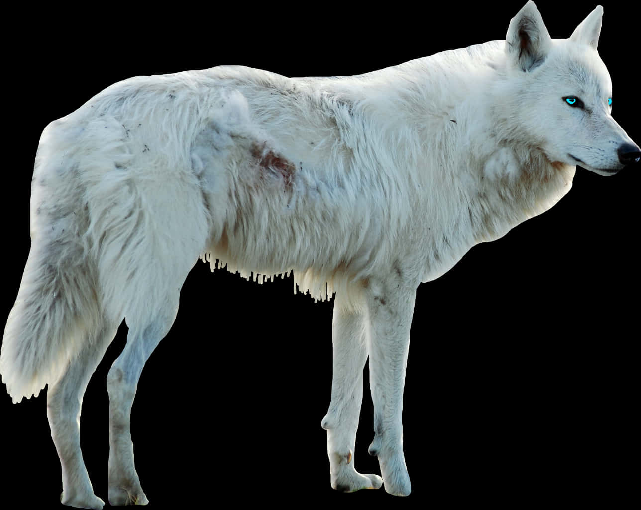 White Wolf Blue Eyes Isolated PNG