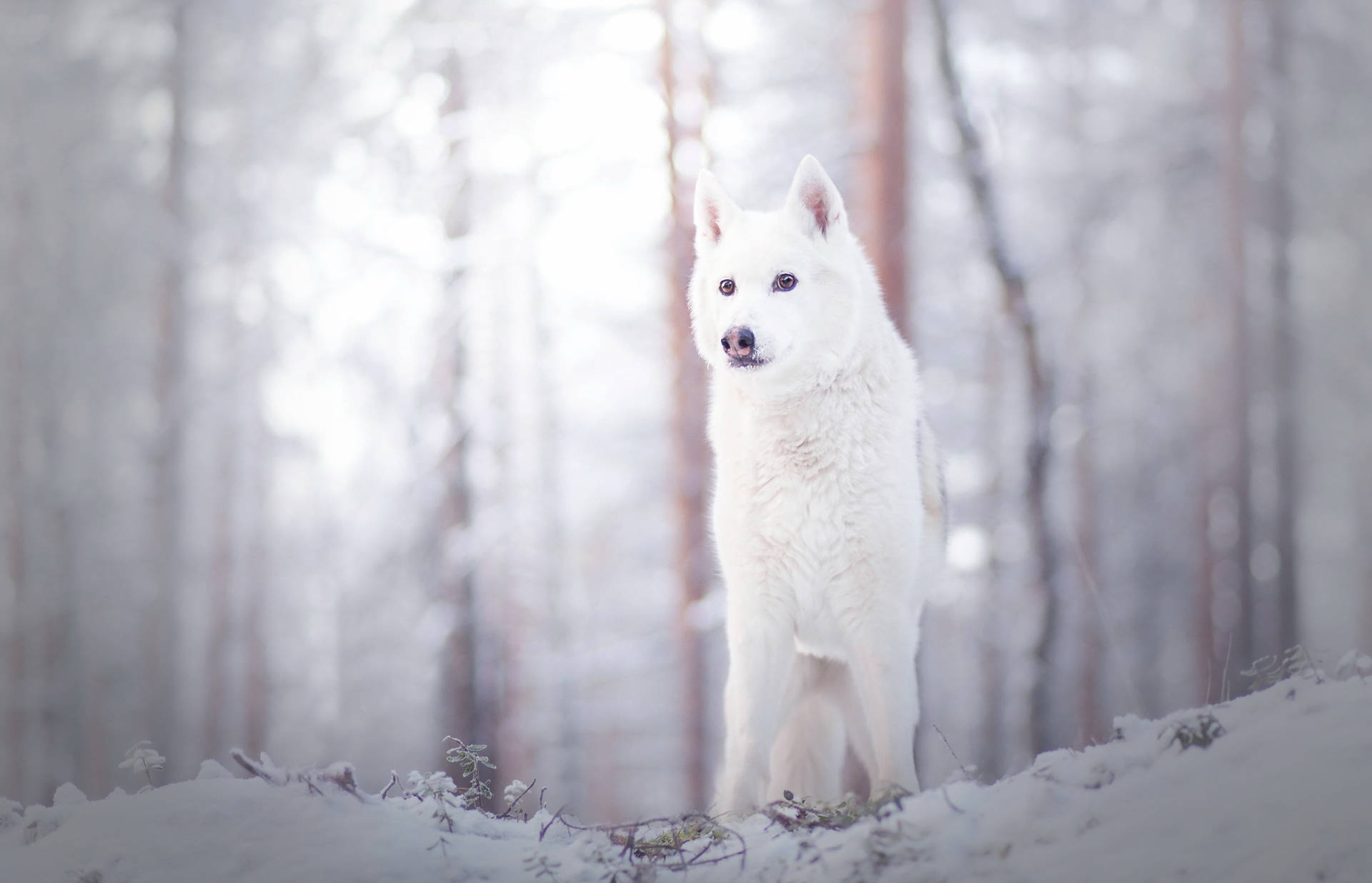 White Wolf Desktop Wallpaper