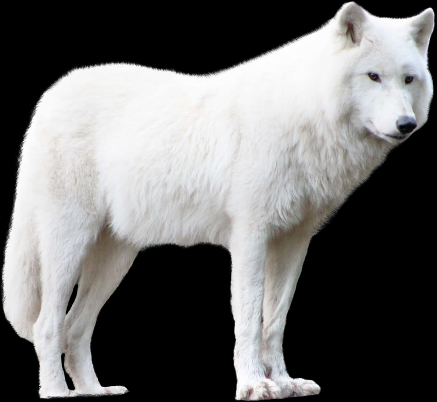 White Wolf Isolatedon Black Background.jpg PNG