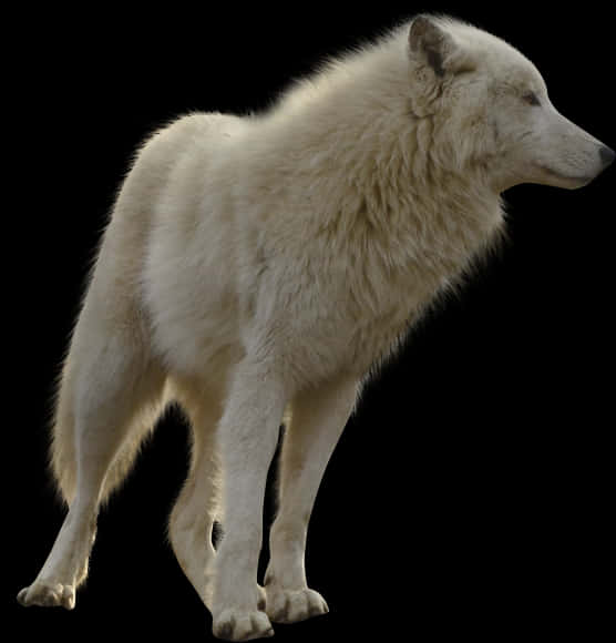White Wolf Profile Black Background PNG