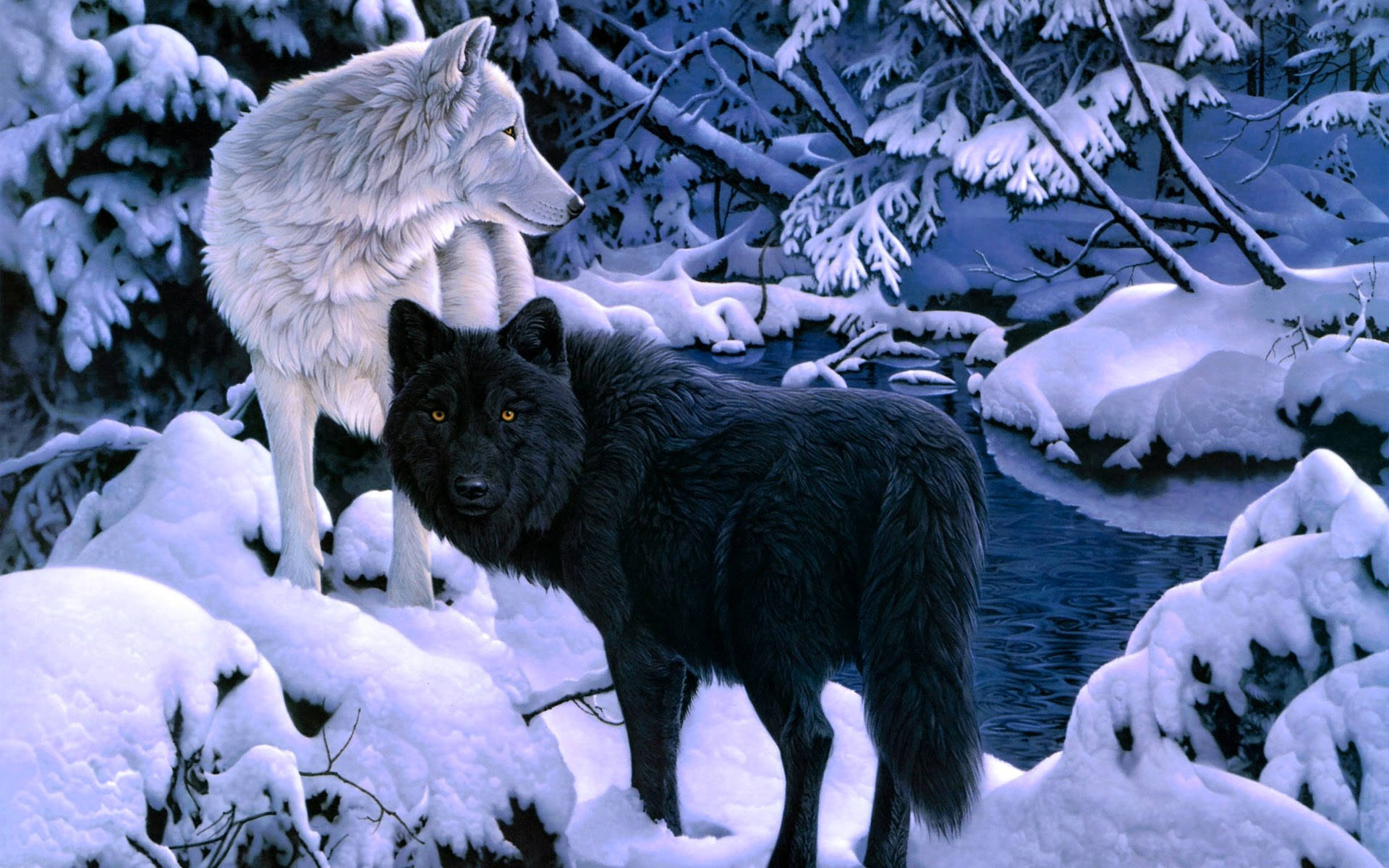 White Wolf With Black Wolf Wallpaper