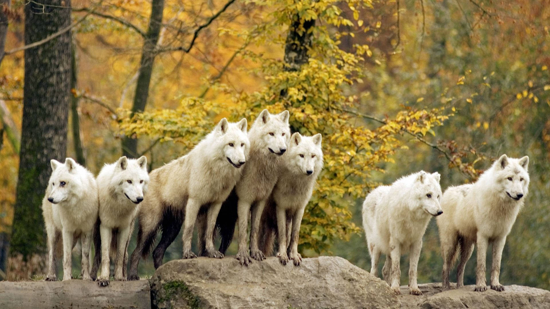 White wolves animal pack wallpaper