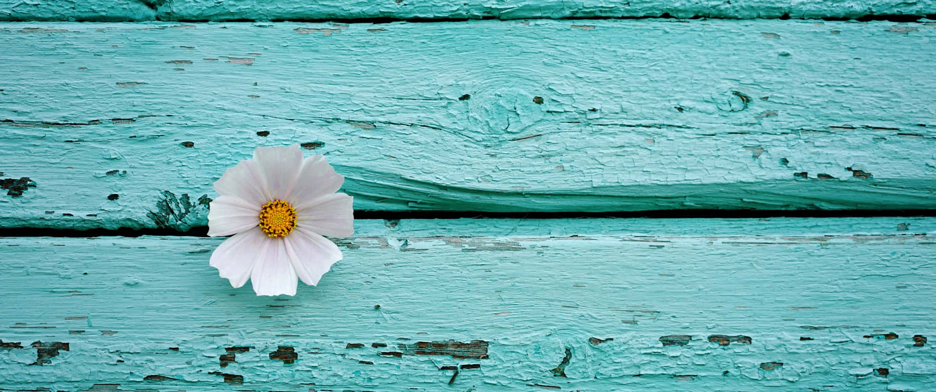 A White Flower On A Turquoise Painted Wall