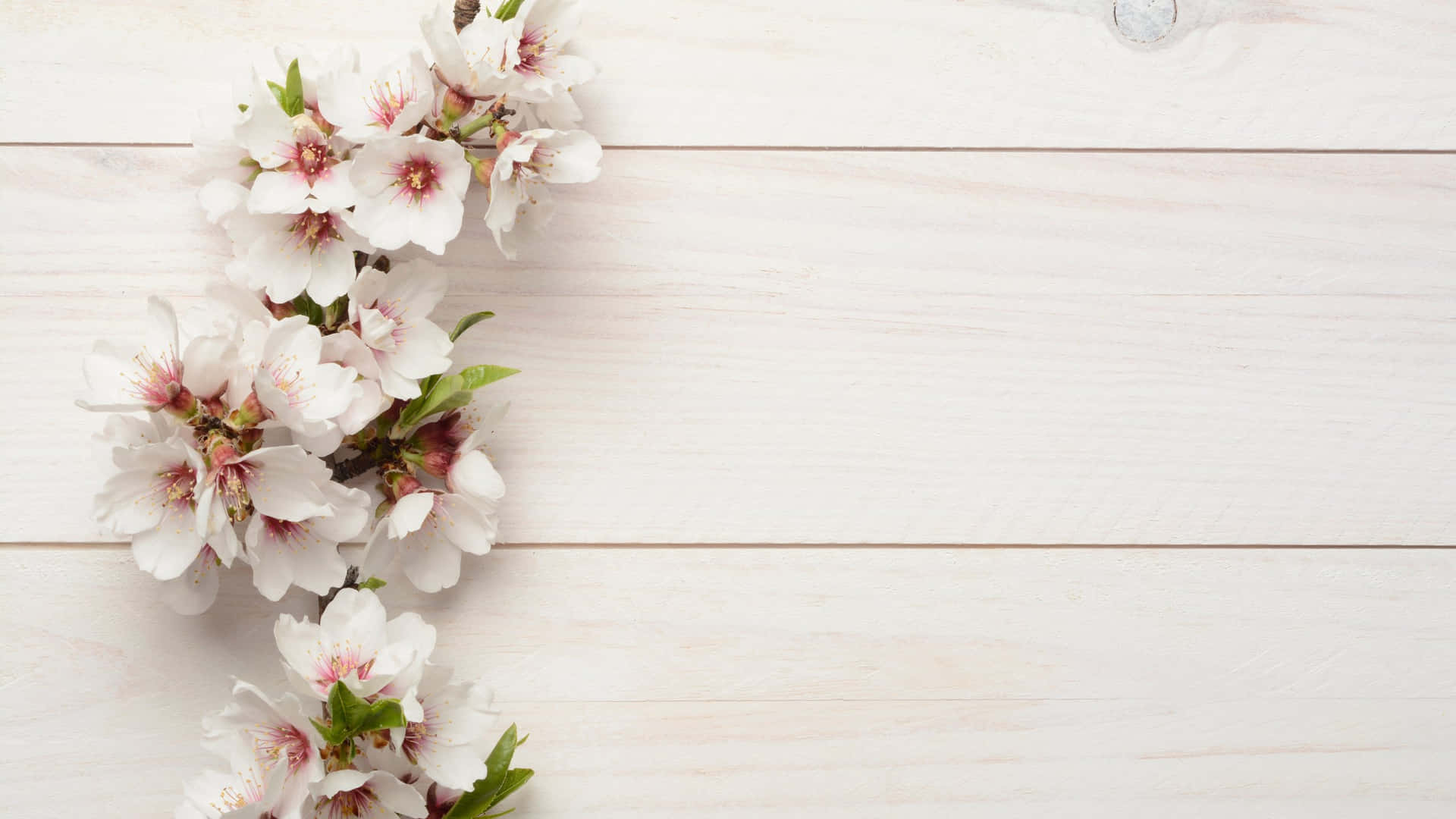 White Wood Blossoms Wallpaper