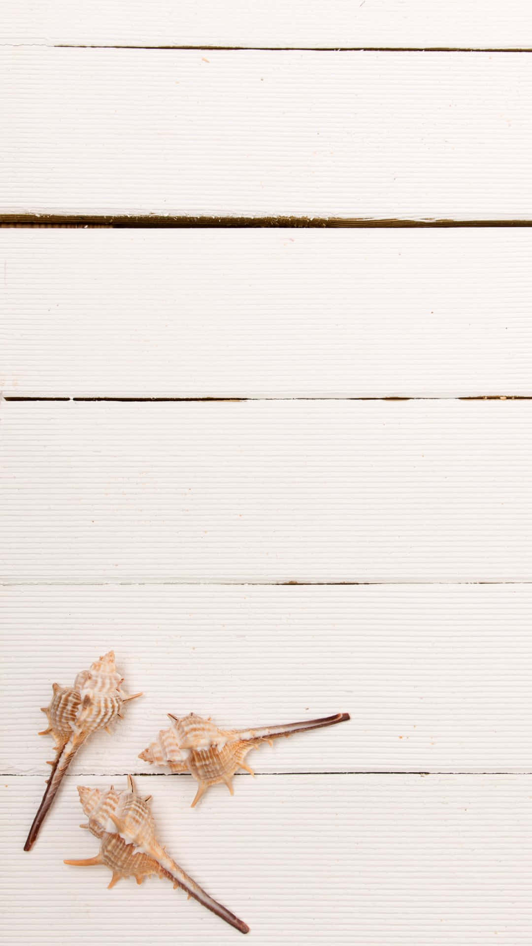 White Wooden Backgroundwith Seashells Wallpaper