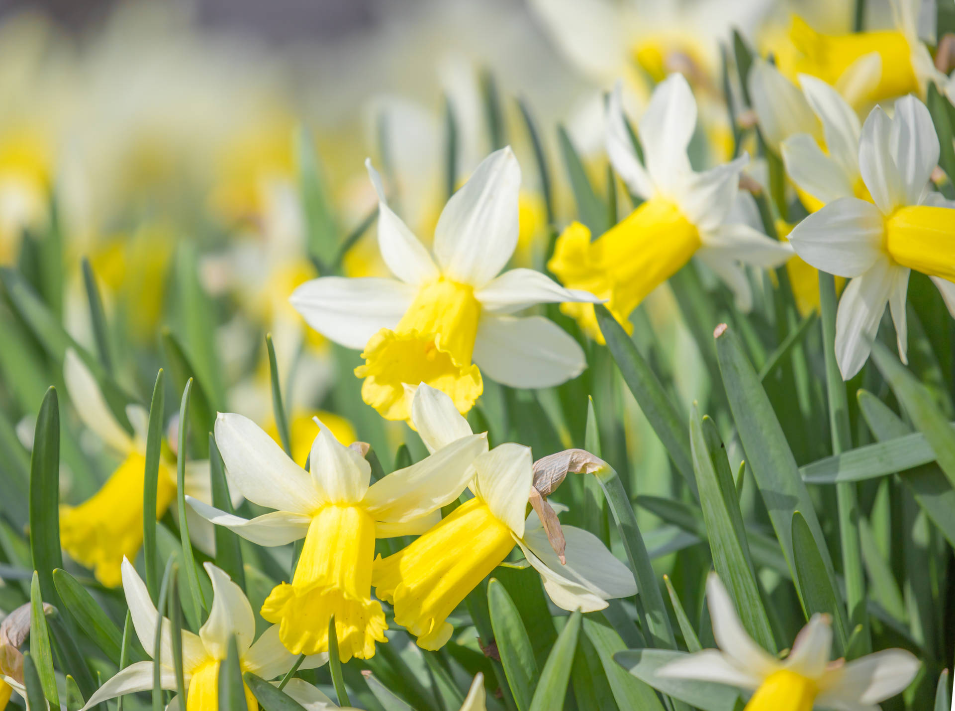 White Yellow Daffodils During Daytime