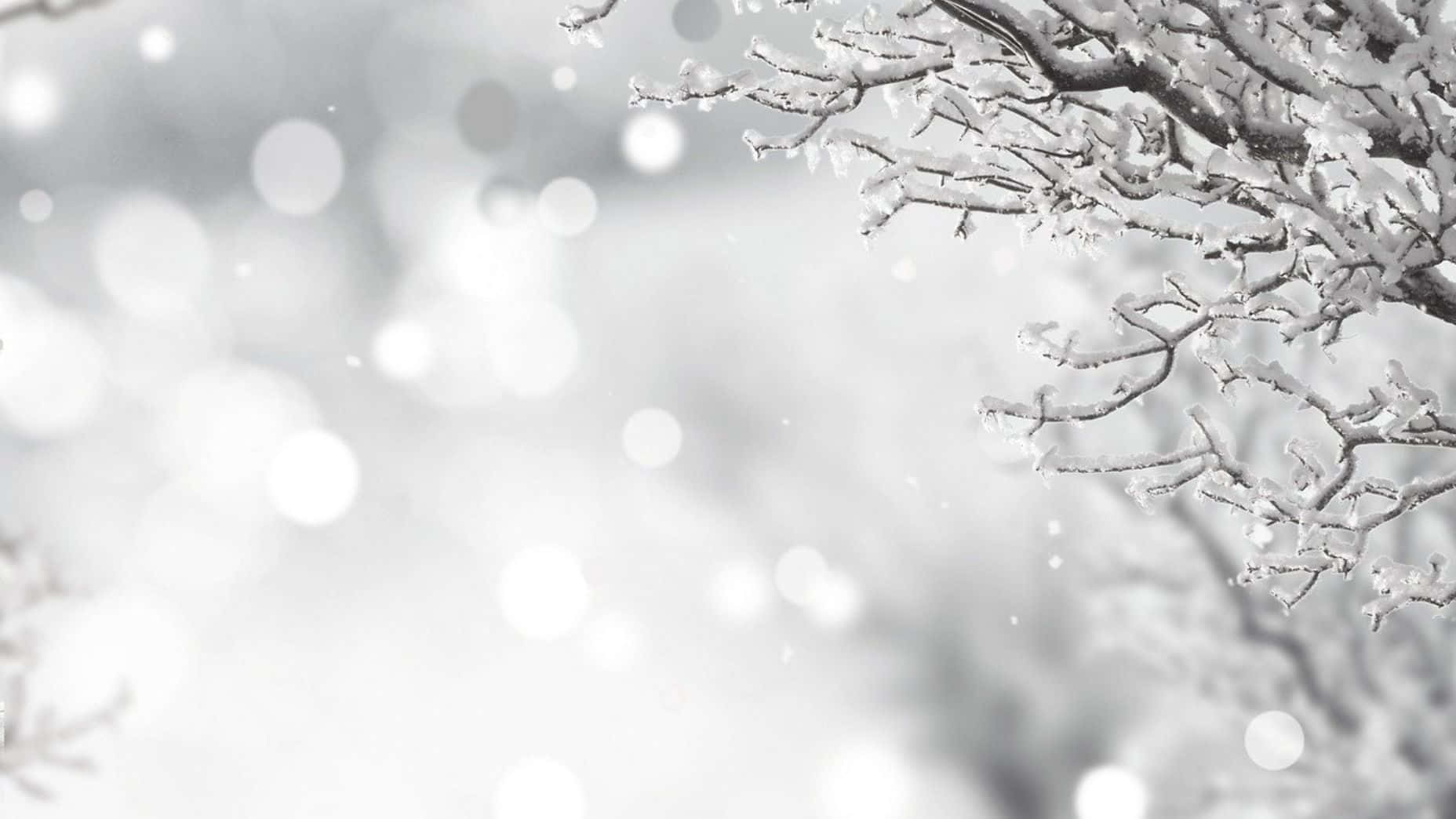 Beautiful Winter White Zoom Background
