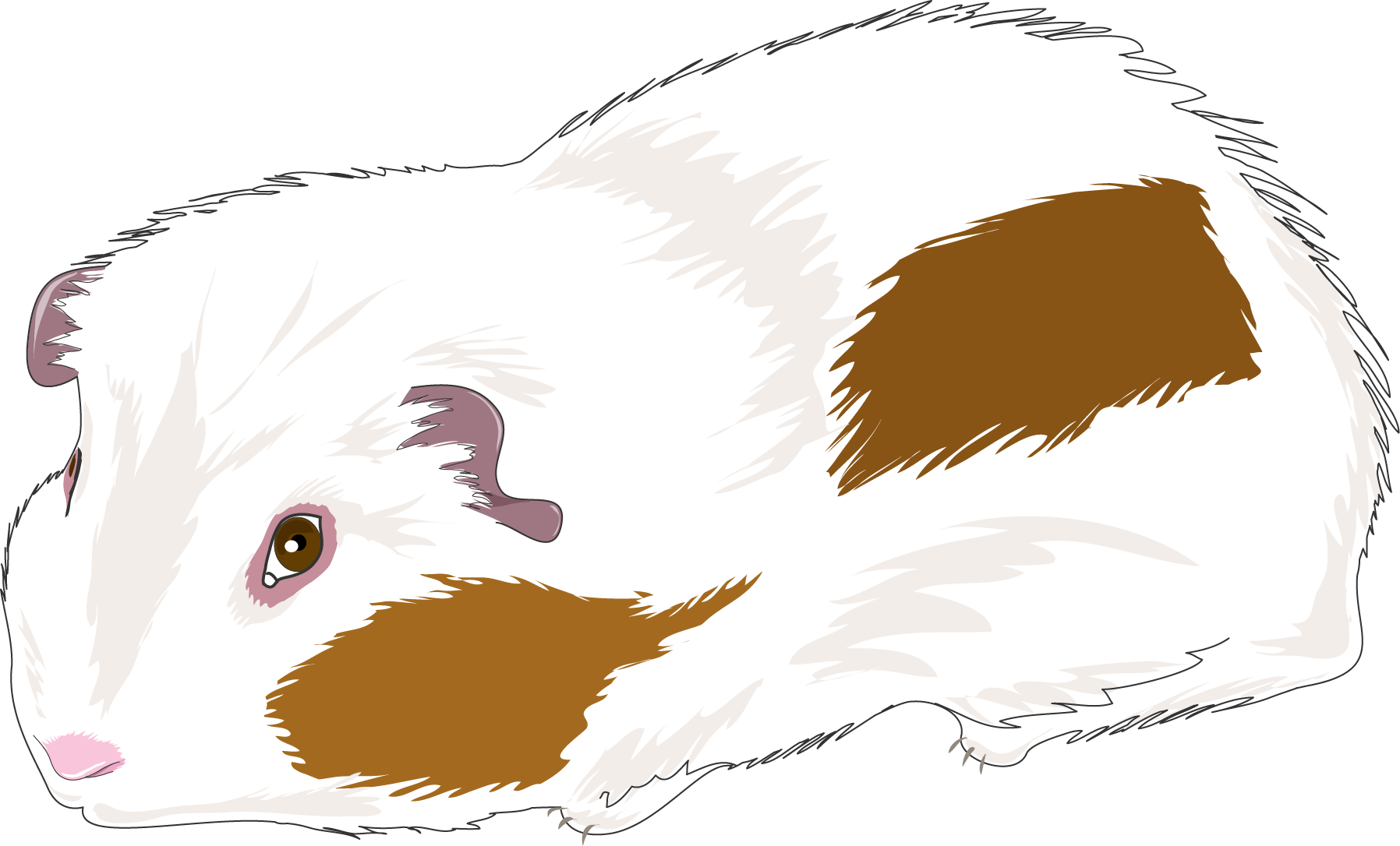 Whiteand Brown Guinea Pig Illustration PNG