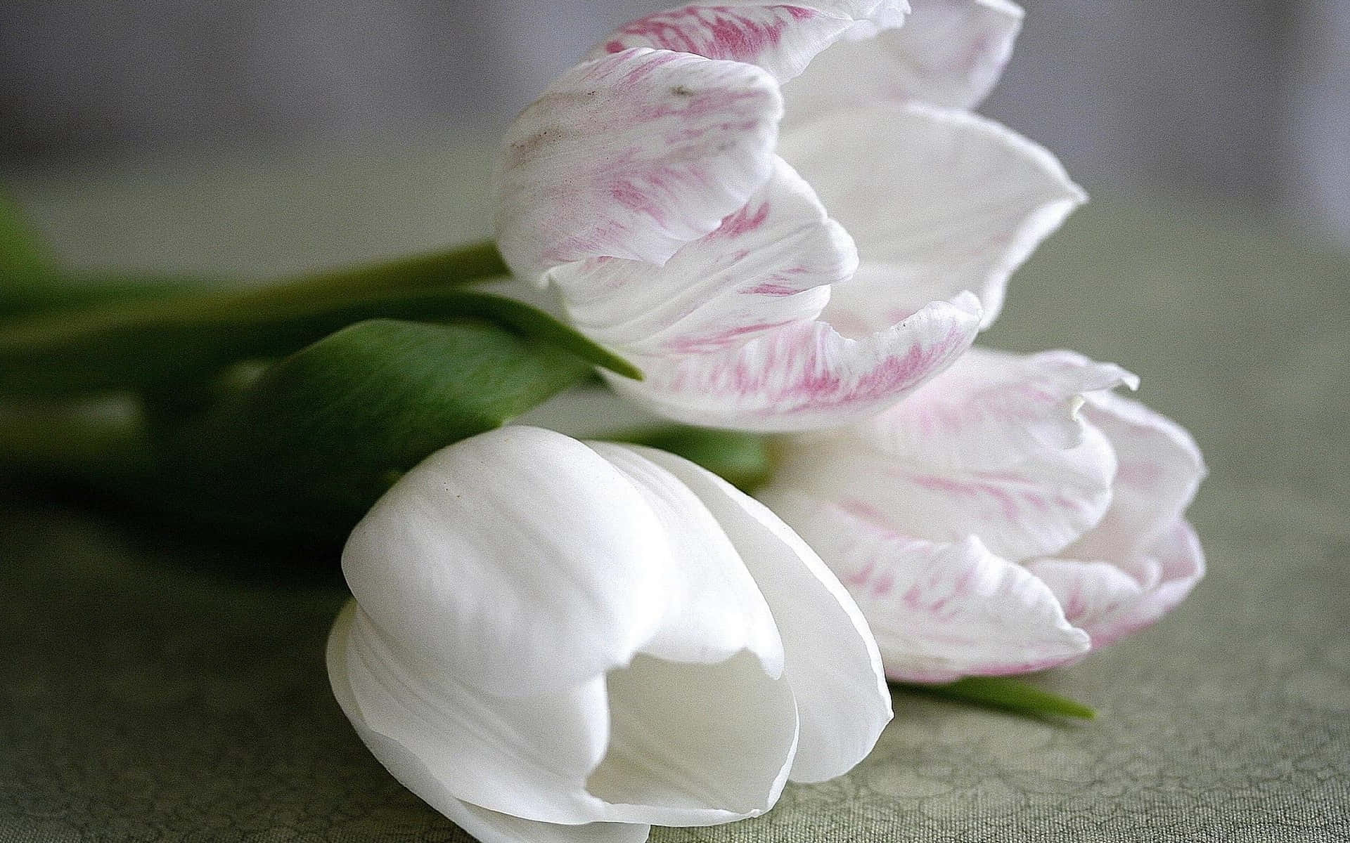 Whiteand Pink Tulips Aesthetic.jpg Wallpaper