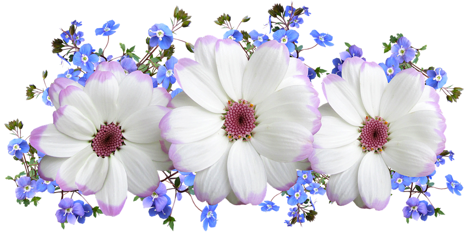 Whiteand Purple Flowers Transparent Background PNG