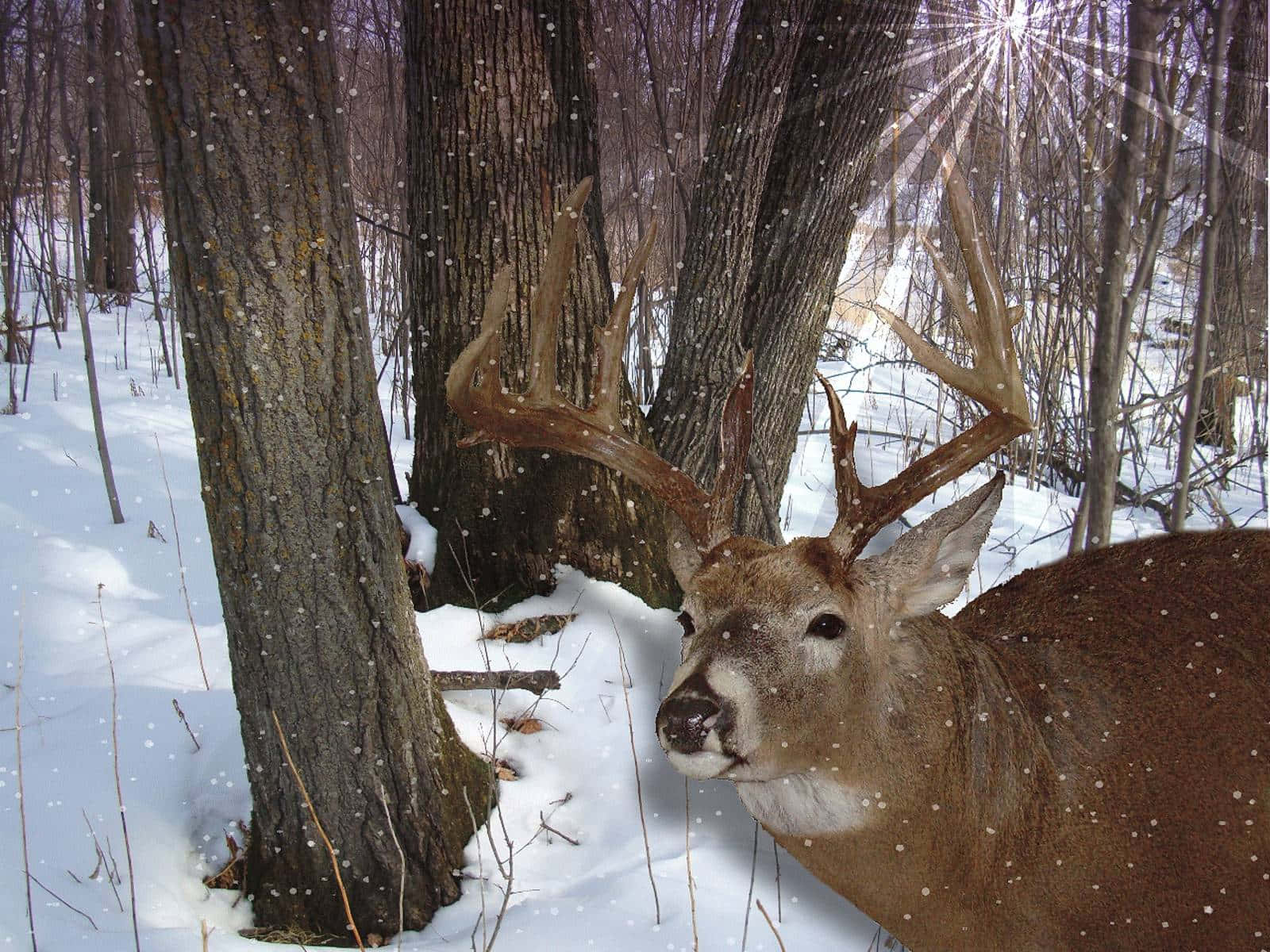 Whitetail Deer Winter Morning In The Forest Wallpaper