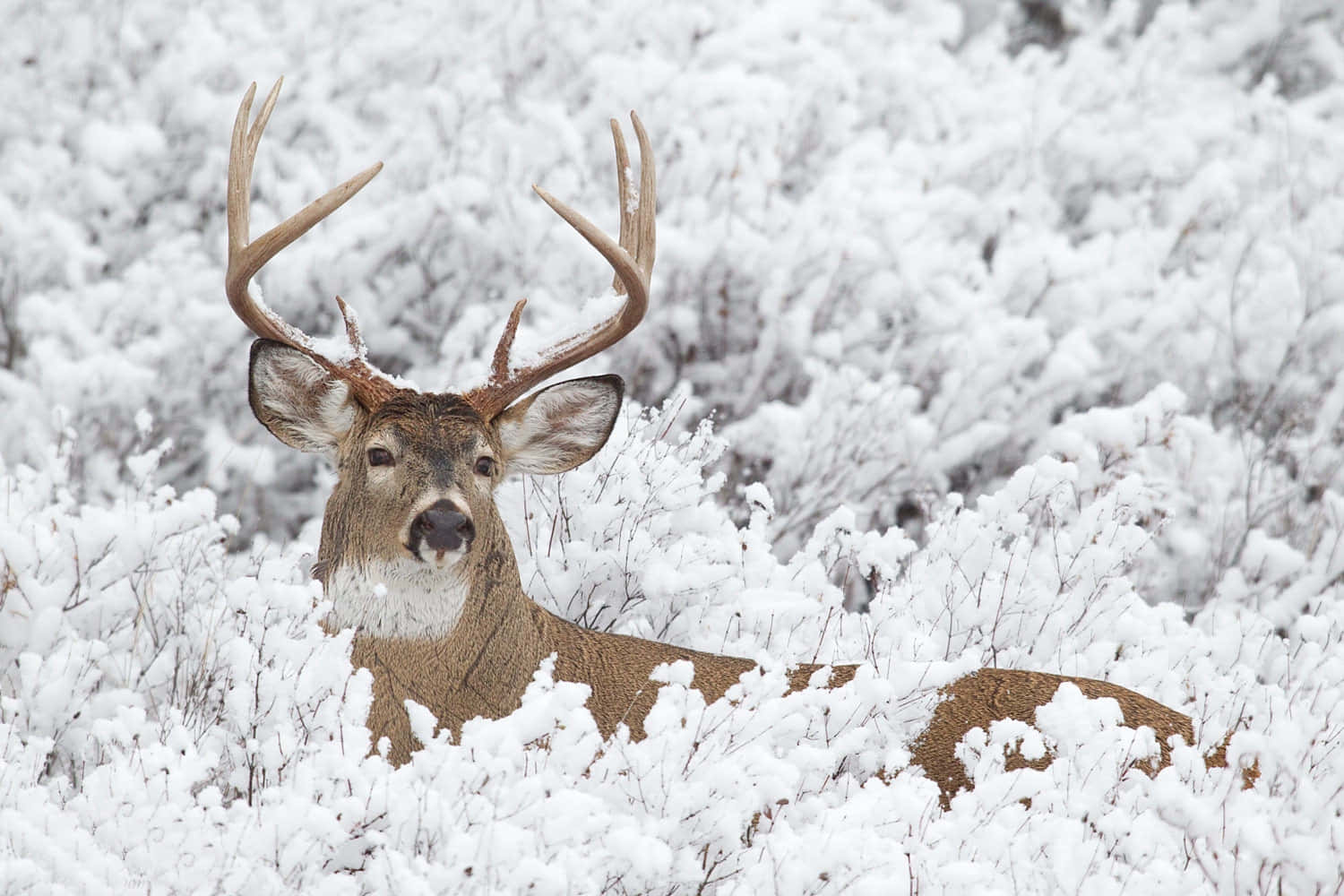 Whitetail Deer On Snow-Covered Field Wallpaper