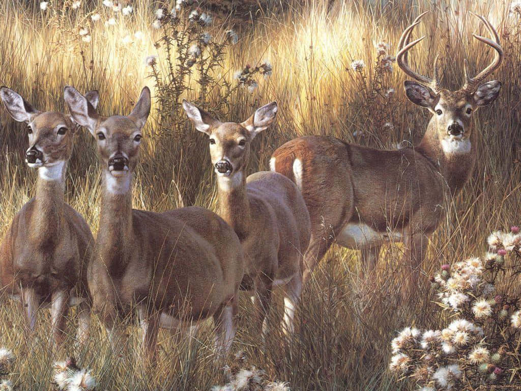 Herd Of Whitetail Deer In The Wild Wallpaper