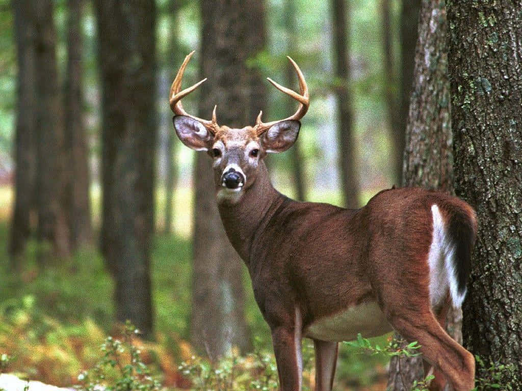 Whitetail Deer In The Forest Wallpaper