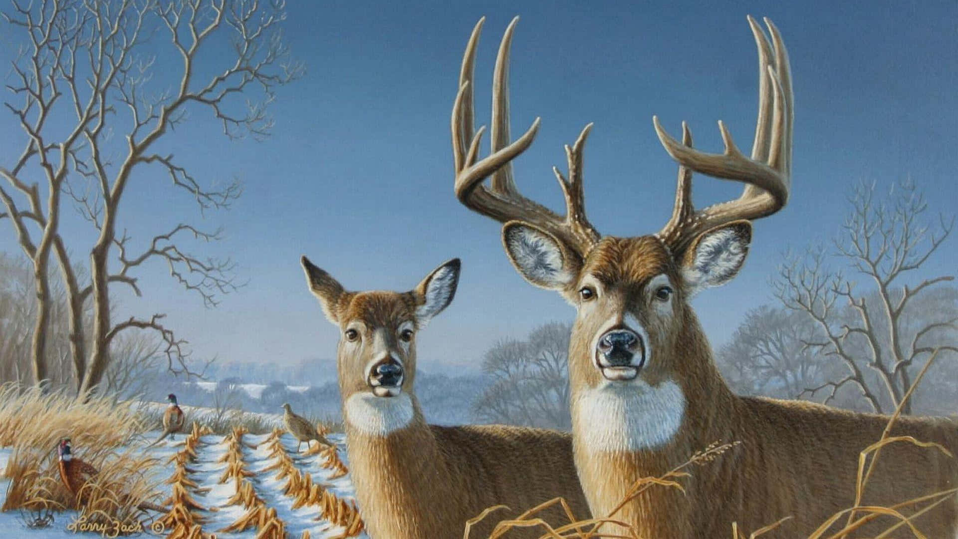 Whitetail Deer Couple With Curious Pheasants Wallpaper