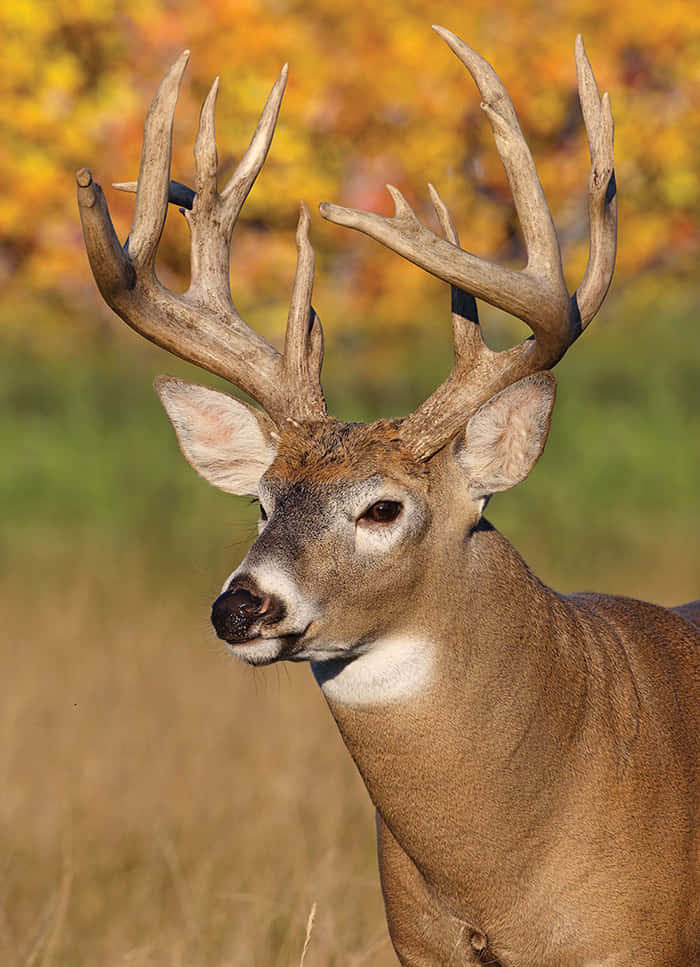 Male Whitetail Deer Standing Proudly in Forest Wallpaper