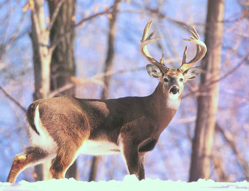 A majestic Whitetail Deer stands in the forest Wallpaper