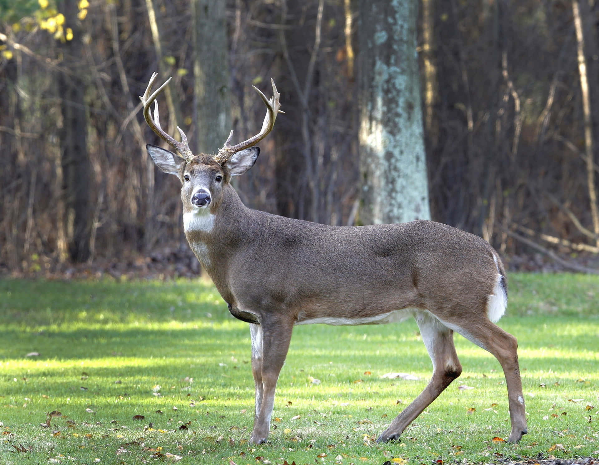 Majestic whitetail deer standing in a forest meadow Wallpaper
