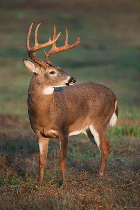 A whitetail deer stands proudly in a meadow. Wallpaper