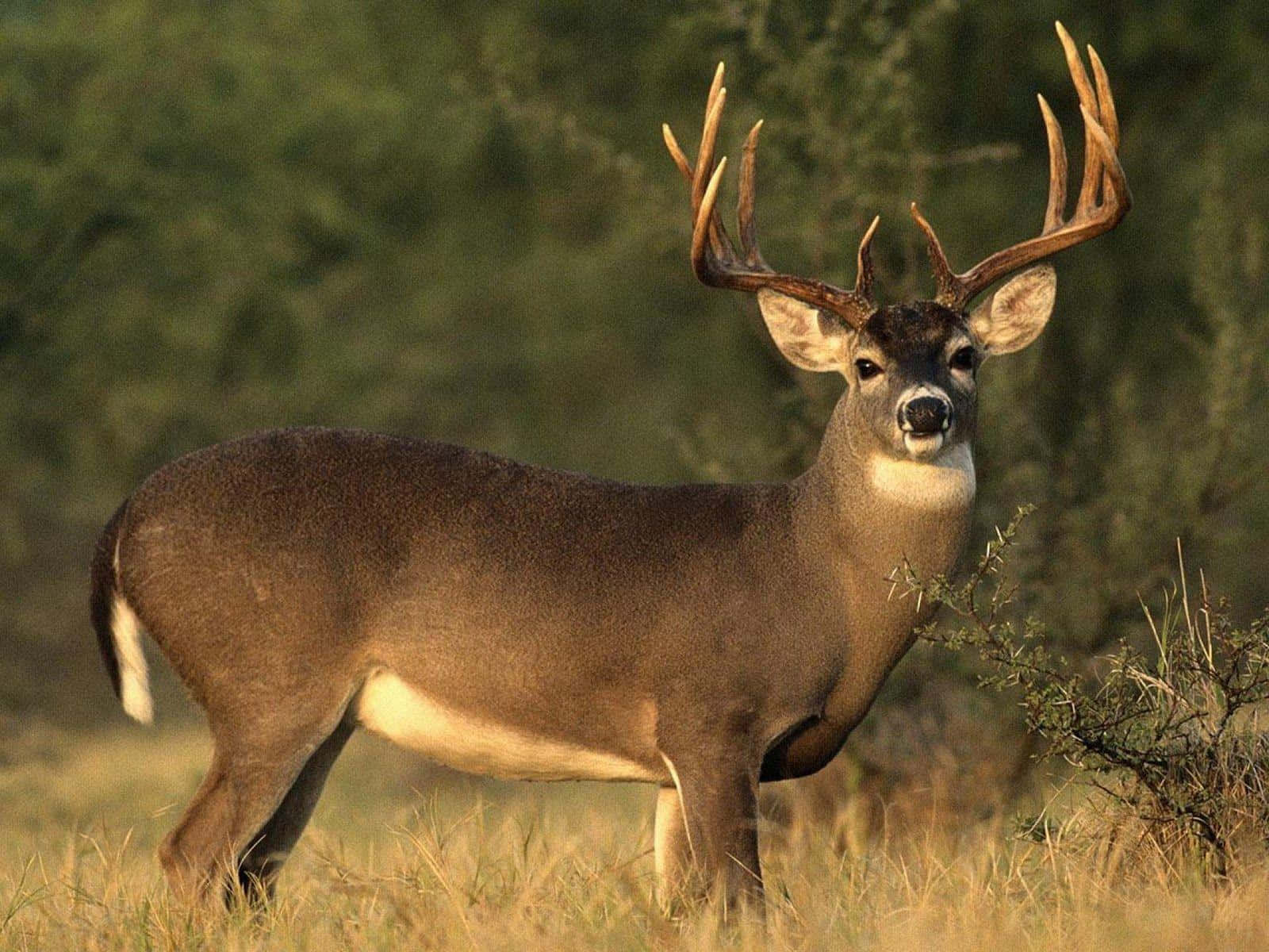 The Majestic Whitetail Deer. Wallpaper