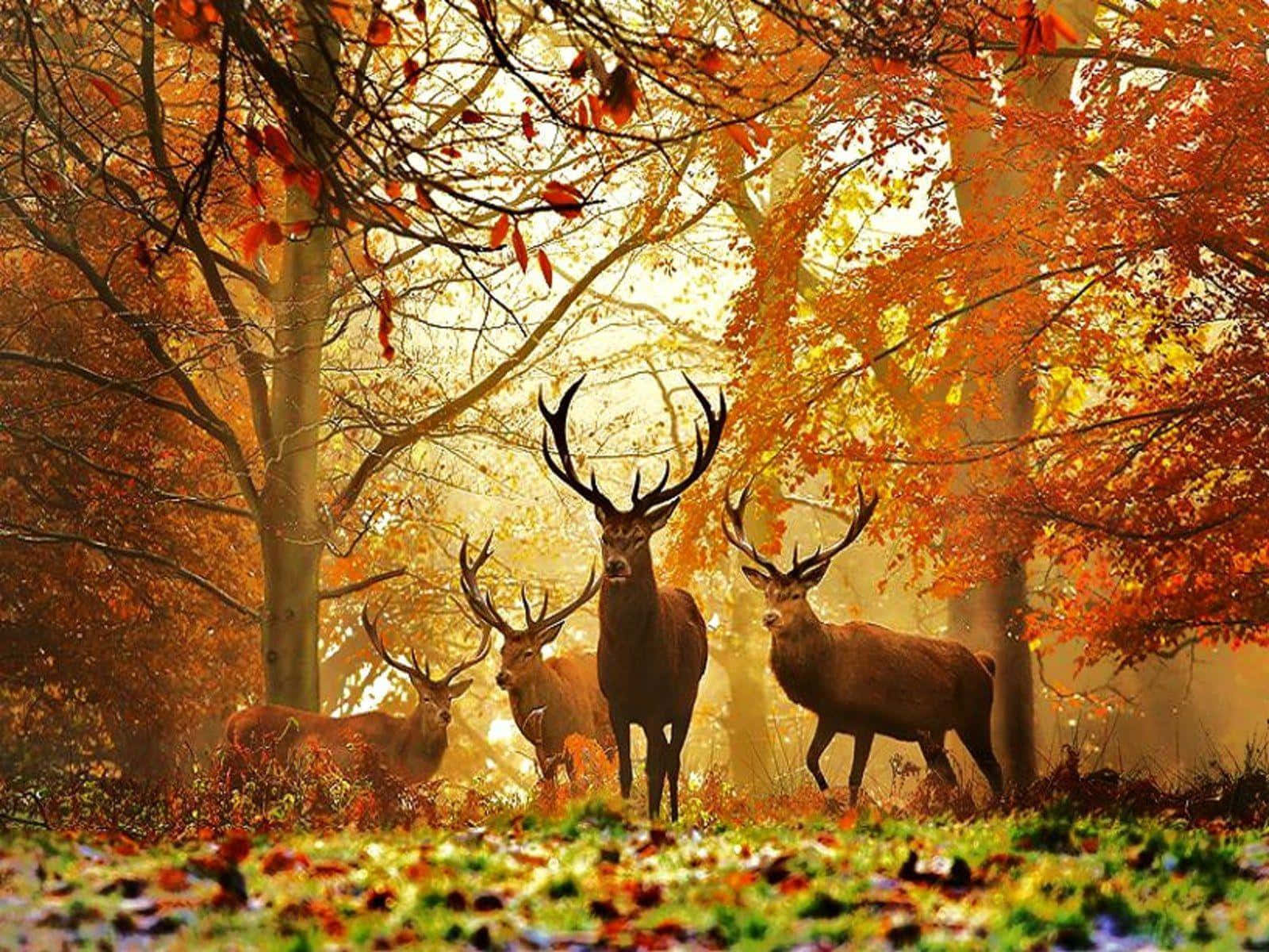 Flok af hjorte i efterårsskov Wallpaper