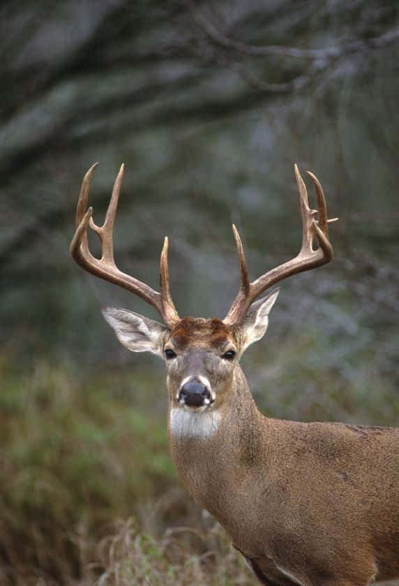 A magnificent whitetail deer in the wild Wallpaper