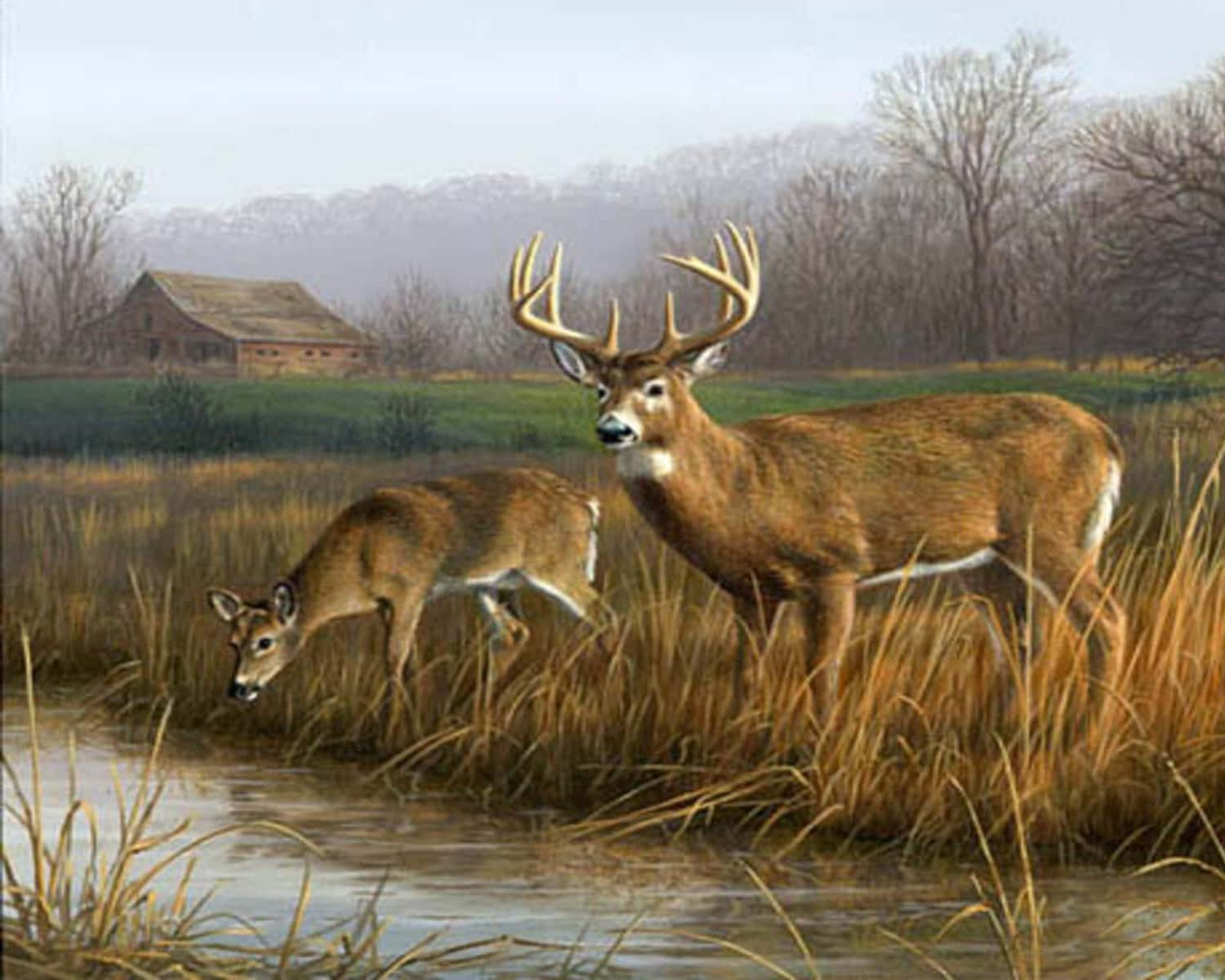 Whitetail Deer Family Drinking From A Stream Wallpaper