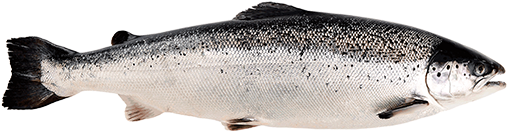 Whole Atlantic Salmon PNG