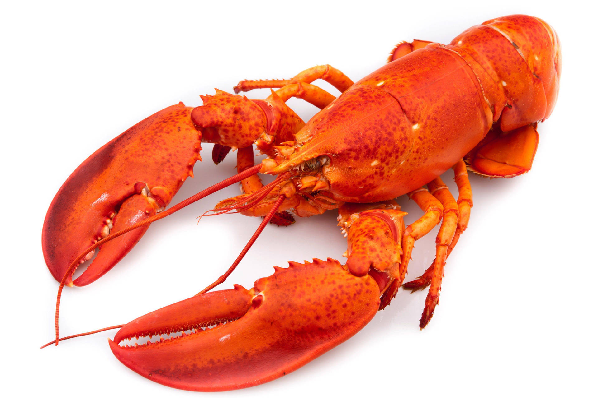 Lobster Wallpapers  Top Free Lobster Backgrounds  WallpaperAccess
